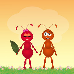 Obraz premium Ants in love