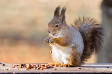 red squirrel on a branch in autumn