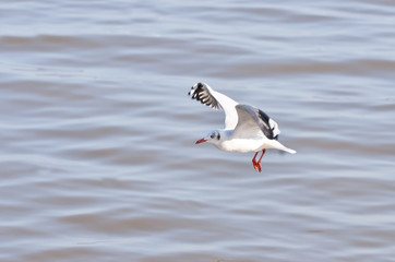 White gulls are flying in the blue sky.