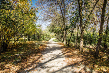 Path way in the forest