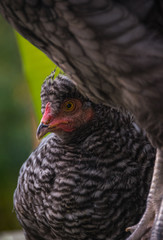 young bird sticking it's beak out