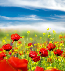 Field of poppies