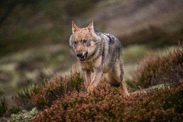 The gray wolf or grey wolf (Canis lupus) standing on a rock