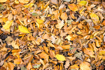 Colorful leaves background