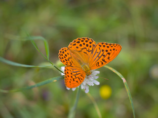 Beautiful orange butterfly on a meadow