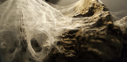 Spiderweb on halloween