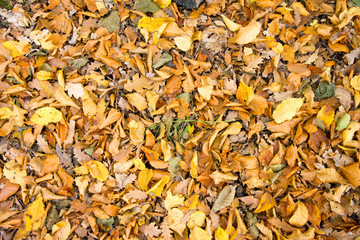 Colorful autumn leaves background