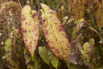 Epimedium myrianthum