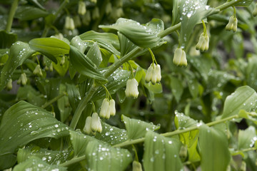 Polygonatum commutatum or solomon's seal