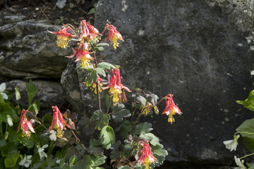 Aquilegia formosa