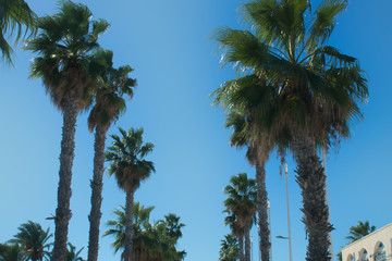 The tops of palms in two rows frame the road against the sky.