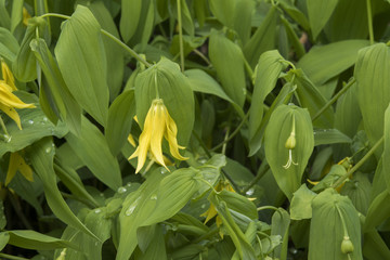 Uvularia