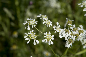 Tordylium sinuatum