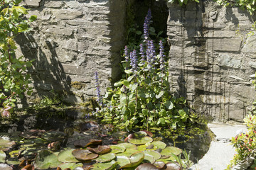 Part of a pond with water lilies and Ajuga