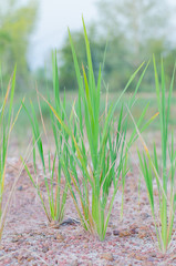 Obraz premium sapling rice, rice field in rural, thailand.