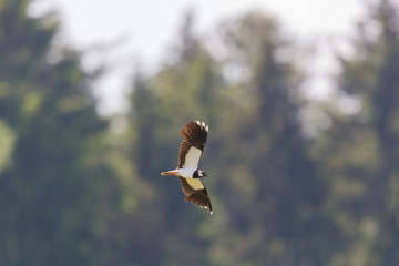 flying lapwing bird (vanellus vanellus) with forest trees in background