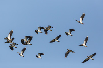 flock flying lapwing birds (vanellus vanellus) with blue sky