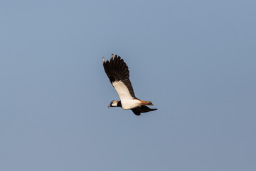 portrait flying lapwing bird (vanellus vanellus) blue sky