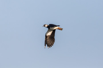 portrait flying lapwing bird (vanellus vanellus) blue sky