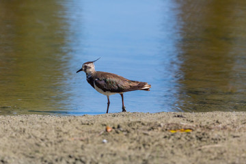 wading lapwing bird (vanellus vanellus) on sand beach