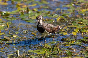 lapwing bird (vanellus vanellus) wading in shallow water with plants