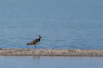 lapwing bird (vanellus vanellus) standing on pebble beach