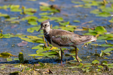 lapwing bird (vanellus vanellus) wading in shallow water with plants
