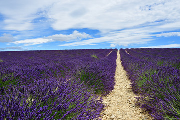 Fototapeta na wymiar Provence, France, lavender field