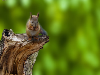 Squirrel sitting on a broken tree and eating a nut. Squirrel in the woods or in the Park on a green background.