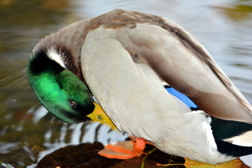 A colorful duck close up