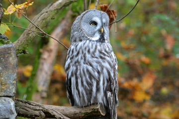 Owl on a tree
