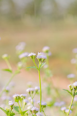 Green grass background, grass texture