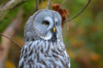The gray owl close up