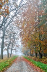 Beautiful autumn landscape. Forest road among colorful autumn trees.