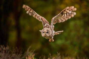 Owl hidden in the woods. A wild scene from the natural environment