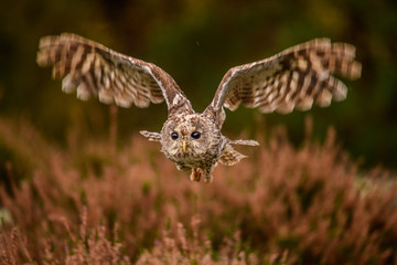 Owl hidden in the woods. A wild scene from the natural environment