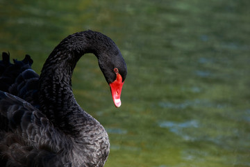 beautiful black swan