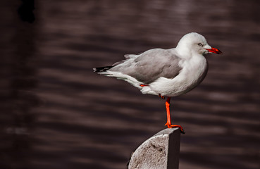 the seagull is the oceans bird