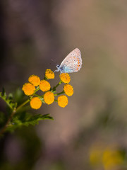 Beautiful butterfly on a meadow