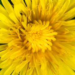 Yellow Dandy