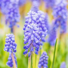 Muscari Magic