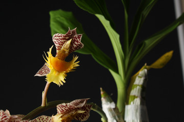 orchid Catasetum tigrinum or Catasetum fimbriatum