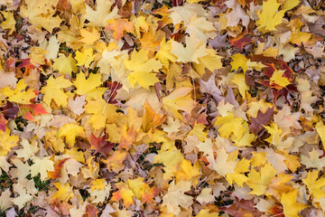 Colorful autumn leaves background