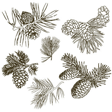 Coniferous branches of trees with cones: pine, spruce, fir, cypress, cedar, succulent, larch. Hand drawn vector illustration on a white background.
