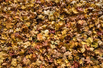 Colorful autumn leaves background