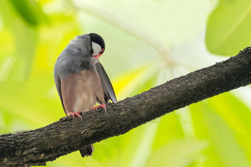 Java Sparrow bird