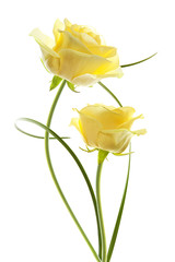 Obraz premium flores rosas aisladas