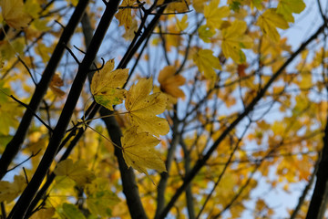  Yellow Leaves, Blue Sky