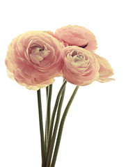 flores rosas aisladas efecto vintage