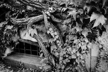 Window with Vines